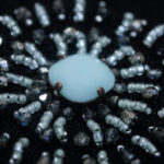 MG_7233-233x350